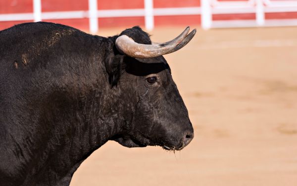 All-Okinawa Autumn Bullfight