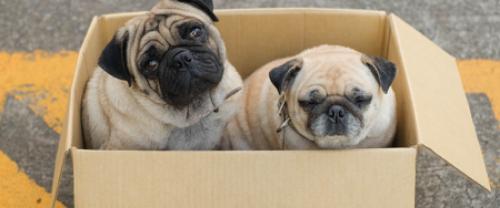 Are you Moving with Pets This Summer?